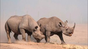 НОСОРОГ В ЯРОСТИ! Когда древняя сила выходит из-под контроля!