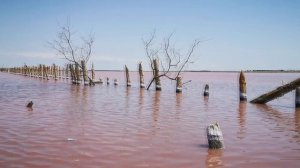 Розовое озеро Сасык-Сиваш.