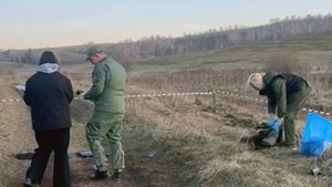 Криков никто не слышал: стая псов растерзала мальчика возле красноярского СНТ