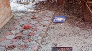 суббота в вольном зоопарке