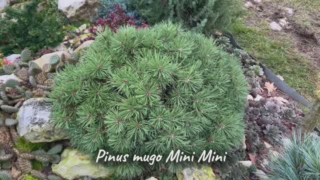 Pinus mugo Mini Mini