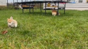 Фрай Винд У-помет, щенки вельш корги пемброк, возраст 2 месяца