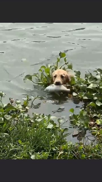Смешное видео 😂😂😂🤣🤣🤣🤣Собака Настоящий рыбак🤣🤣🤣😂🤣Ставьте лайки и кто не подписан подпишит