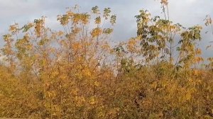 Осенний снег,первый снег в октябре муз_ Олег Сапегин,стихи_Галина Хлебникова