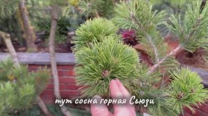 Будущий дендроарт из сосны горной