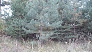 Леший2, коллиматор, магнифер.