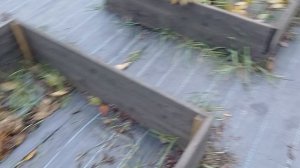 Осенние работы с гортензией, мульчирую, режу,посылаю серу.