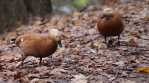 Огари на Верхнем Царицынском пруду. 25 октября 2025