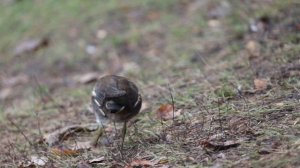Камышница на Верхнем Царицынском пруду, 25 октября 2025