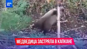 Молодая медведица застряла в капкане в Карелии