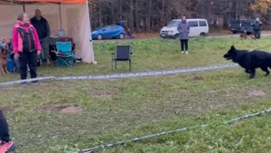 РАБОЧИЙ КОБЕЛИ ДШ / КЧК ТВЕРЬ 12 октября`25 Т.Шишкина Моно немецких овчарок