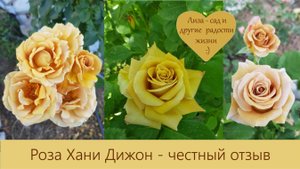 Роза Хани Дижон - отзыв и обзор, плюсы и минусы, розе 7-8 лет