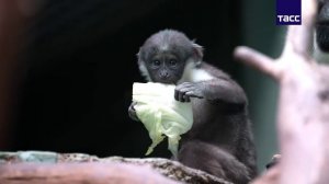 Прыгунка или Прыгунок 🐒🙊🙉