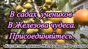 В садах  учеников В.Железова чудеса. Присоединяйтесь.