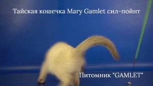 Тайская кошечка Mary Gamlet, 1 месяц 24 дня, сил-пойнт - можно резервировать