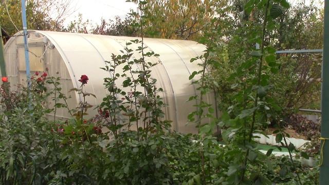 Волгоград. 23.10.2025 г. Второй этап подготовки теплицы к зимк. Какие растения могут перезимовать в