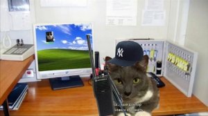 кошачий ГТА эпизод первый