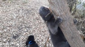 Отдыхают котики.