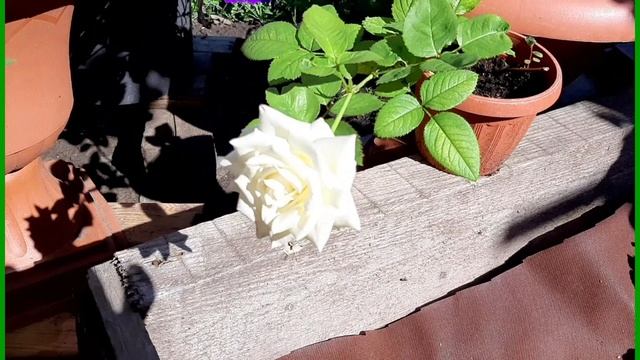 Лето и петунии