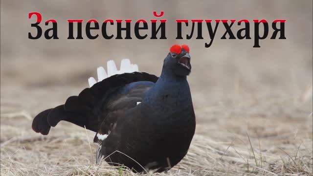 За песней глухаря