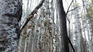 Лесные братья