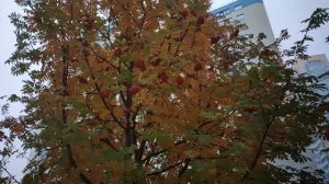 Влог / 22-24.10.2025 / Прогулки, пиццы, Фикс Прайс