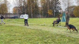 МОЛОДЫЕ СУКИ / КЧК ТВЕРЬ 12 октября`25 Т.Шишкина Моно немецких овчарок