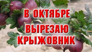ЧТО ДАЛАТЬ С КУСТАМИ КРЫЖОВНИКА_ БУДЕМ РЕЗАТЬ!