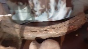 мы смотрим когти динозавров