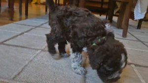 Свободная девочка