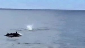 Дельфиненок учиться плавать 🐬🐬🐬