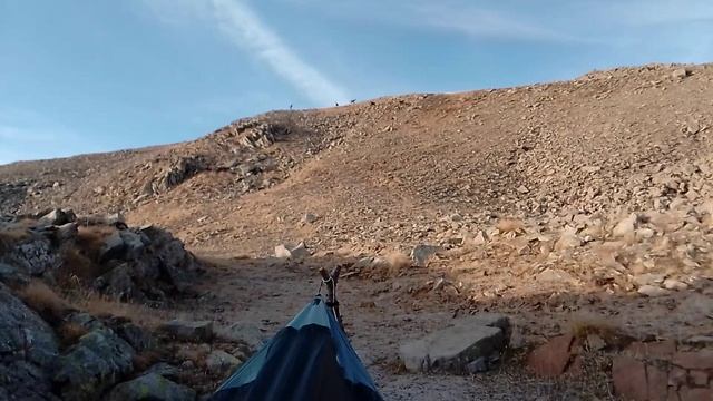 ДИКИЕ КОЗЛИКИ КРАСУЮТСЯ