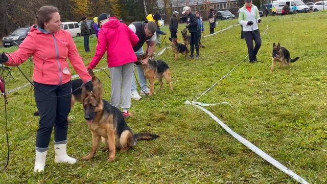 ЩЕНКИ СУКИ / КЧК ТВЕРЬ 12 октября`25 Т.Шишкина Моно немецких овчарок