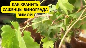 Октябрь. Бутылка. Подвал. как я «обманываю» время и получаю виноград на год раньше всех.