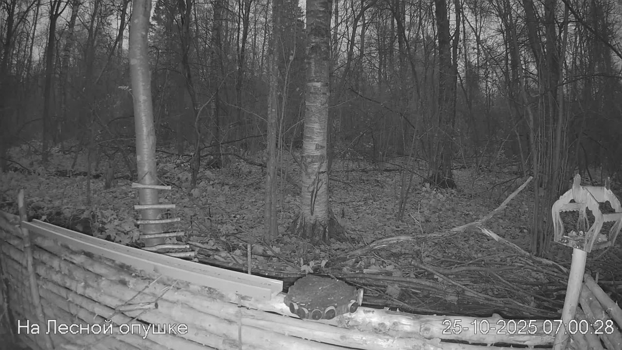 🍂ОКТЯБРЬ в ЛЕСУ онлайн #Relaxing #природа #звуки леса #птицы #погода🍁