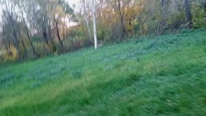 Вечерняя прогулка.