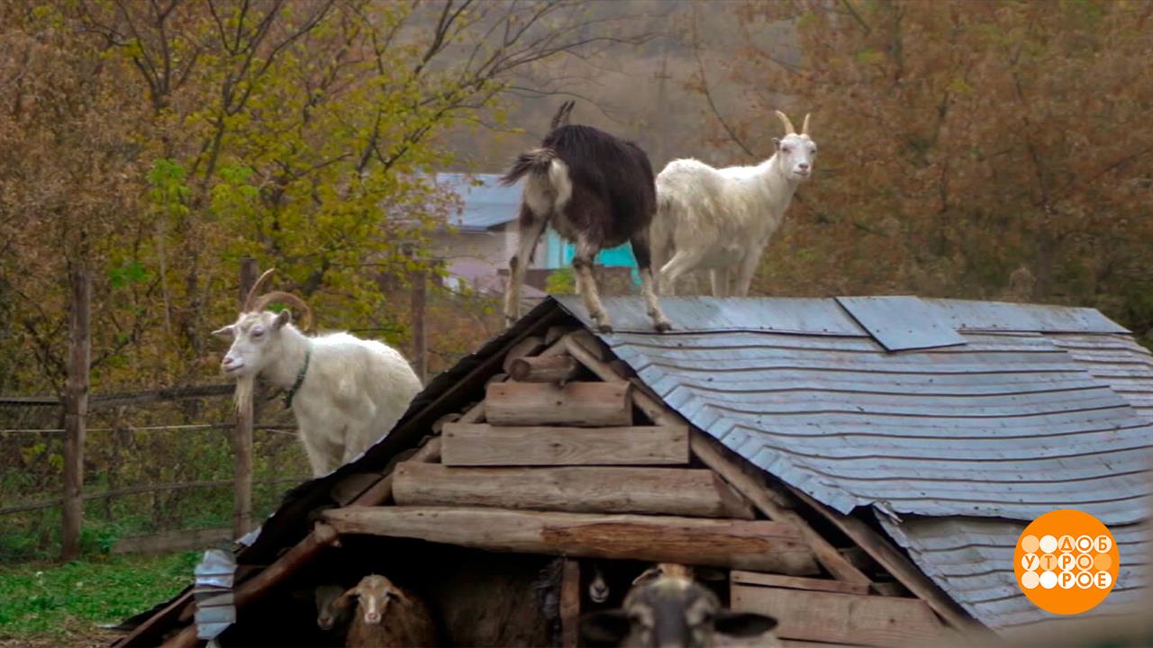 Кто куда, а мы - в деревню! Доброе утро. Суббота. Фрагмент выпуска от 25.10.2025