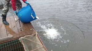 Forest Fishing 25.10.25