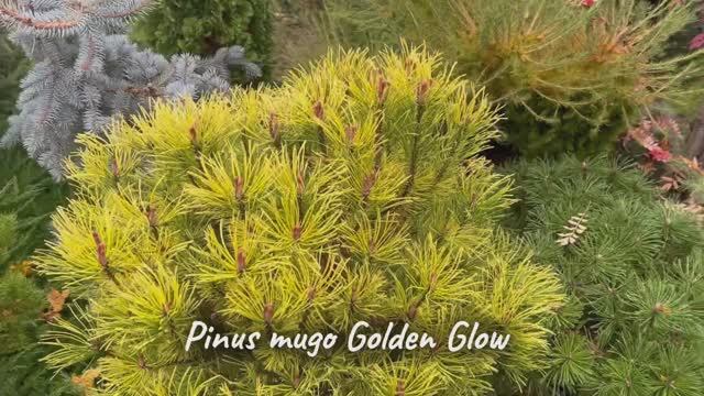 Pinus mugo Golden Glow