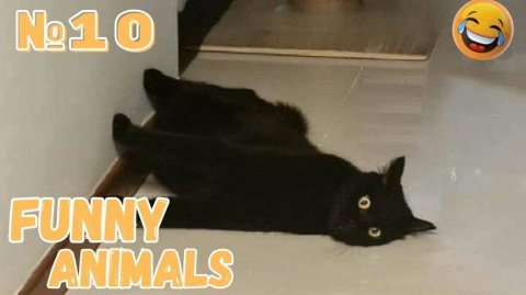 Смешные Коты Лучшие Приколы с Котами СМЕШНЫЕ ВИДЕО!