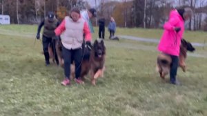 РАБОЧИЙ КОБЕЛИ ДШ / КЧК ТВЕРЬ 12 октября`25 Т.Шишкина Моно немецких овчарок