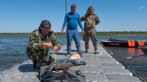Сазан и амур за два часа на Ветлянке.