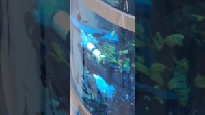 ТЦ Авиапарк водолаз кормит рыбок 22 июля 2025