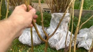 Сравнение корневой саженцев фундука