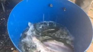 привоз новой партии форели на водоём
