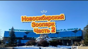 Новосибирский зоопарк- пингвины