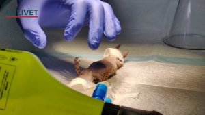 Ветеринарный центр POLIVET. г.Зеленоград. Эублефар. Удаление фолликулов