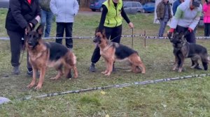 РАБОЧИЙ СУКИ / КЧК ТВЕРЬ 12 октября`25 Т.Шишкина Моно немецких овчарок