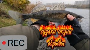 СУДАКИ ОКУНИ ОБРЫВЫ МОСКВА РЕКА РЫБАЛКА ОСЕНЬЮ