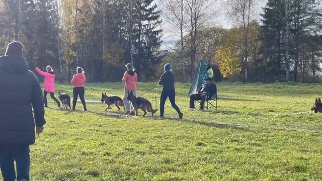 ЮНИОРЫ СУКИ / КЧК ТВЕРЬ 12 октября`25 Т.Шишкина Моно немецких овчарок
